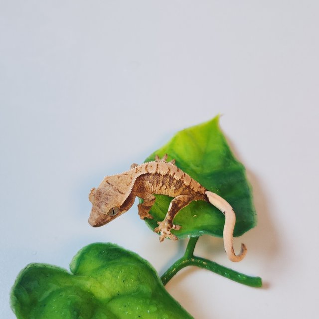 노멀 텐저린 트라이