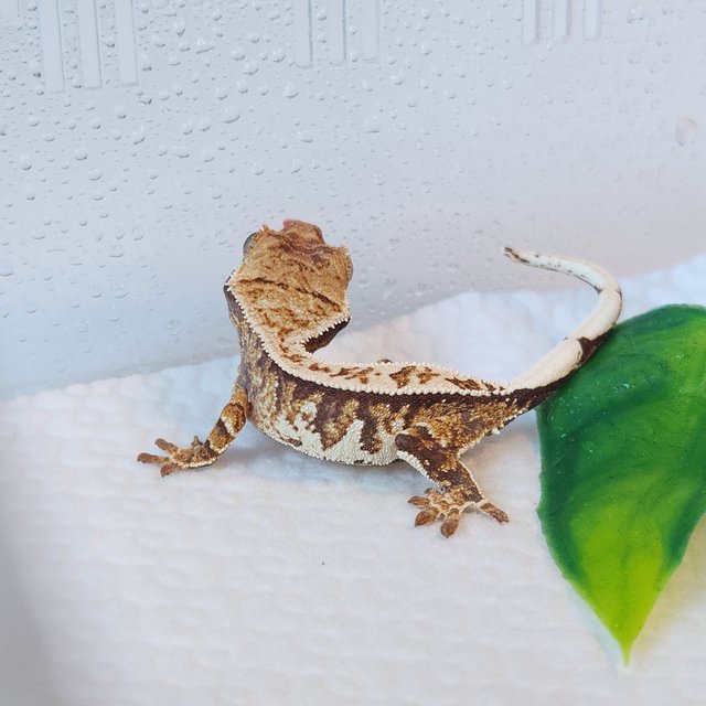 노멀 트라이 화이트핀 화이트포트홀 핀스트라이프