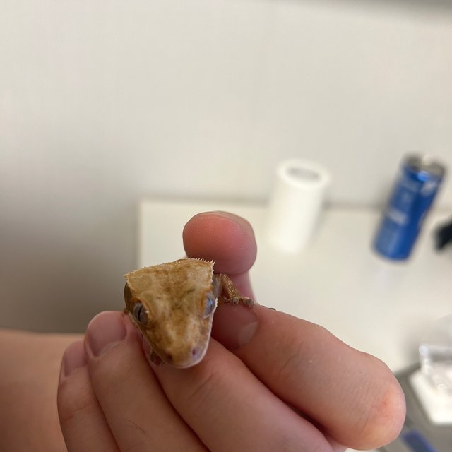 노멀 트라이 텐저린