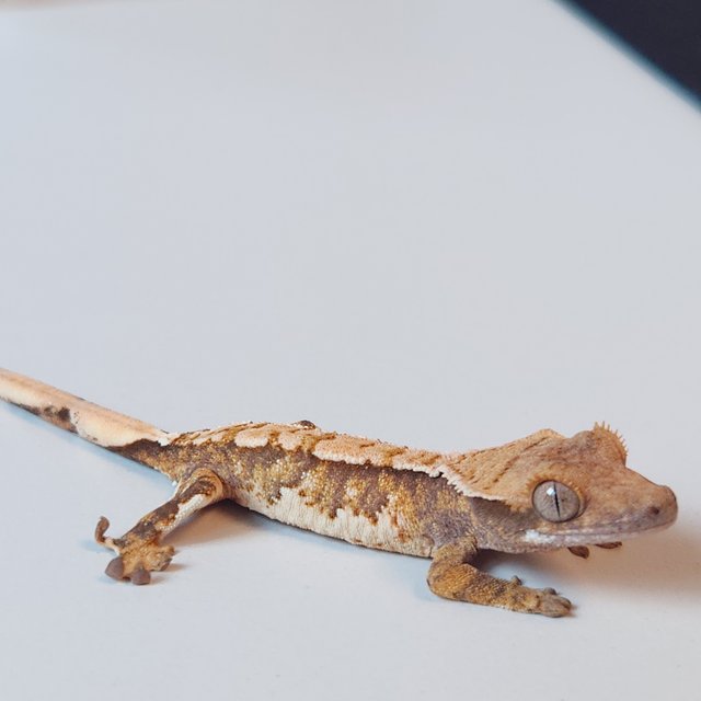 노멀 트라이 화이트핀 화이트포트홀 텐저린