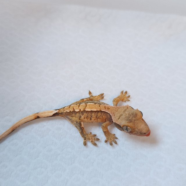 노멀 트라이 텐저린