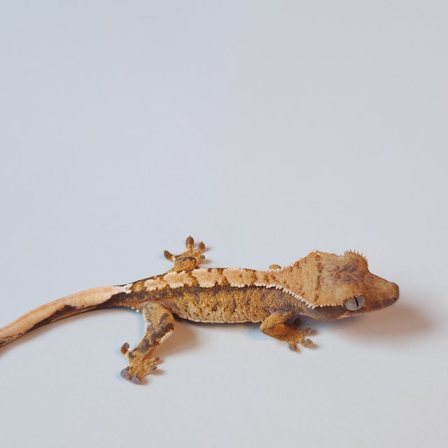 노멀 트라이 텐저린 화이트