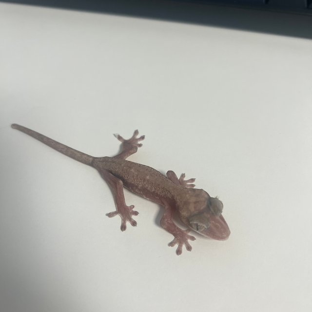 카푸치노 프라푸치노