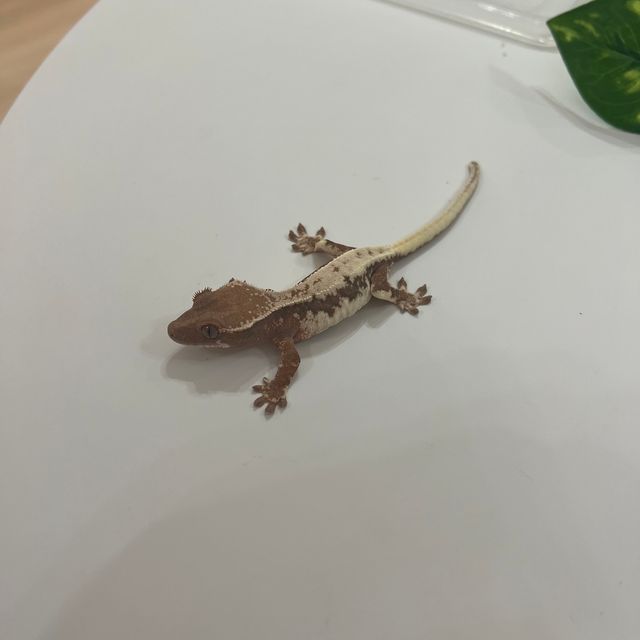 세이블