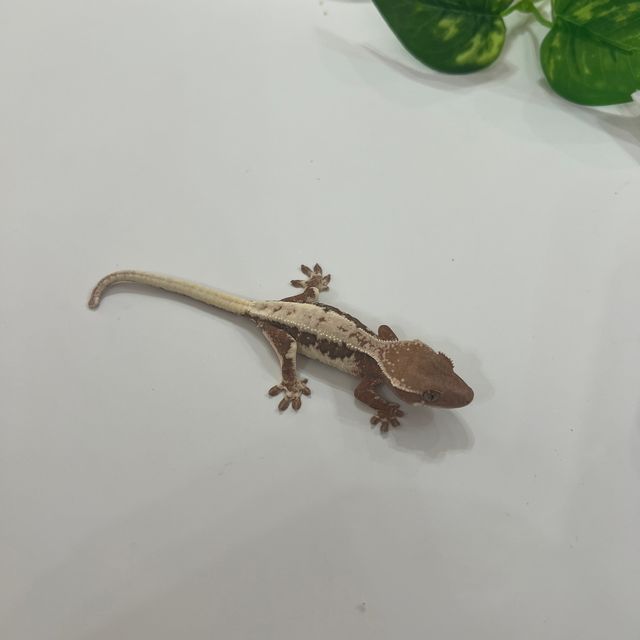 세이블