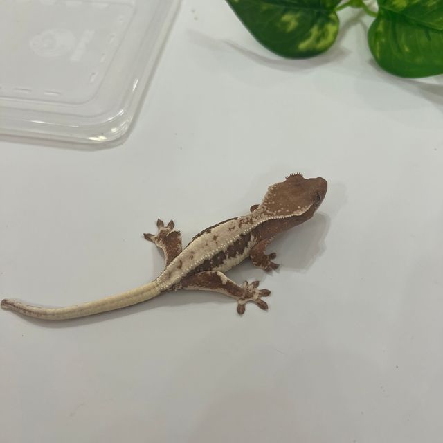 세이블