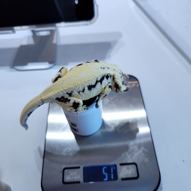 프라푸치노