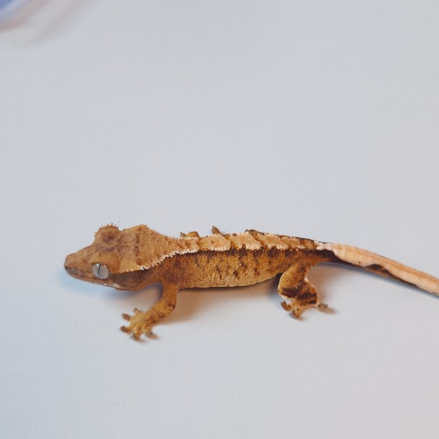 노멀 트라이 텐저린 화이트