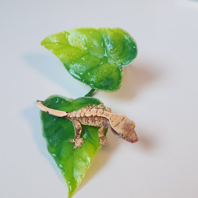 노멀 텐저린 트라이