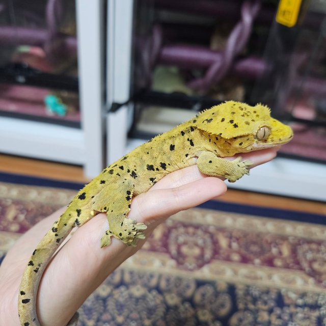 슈퍼달마시안 타이거