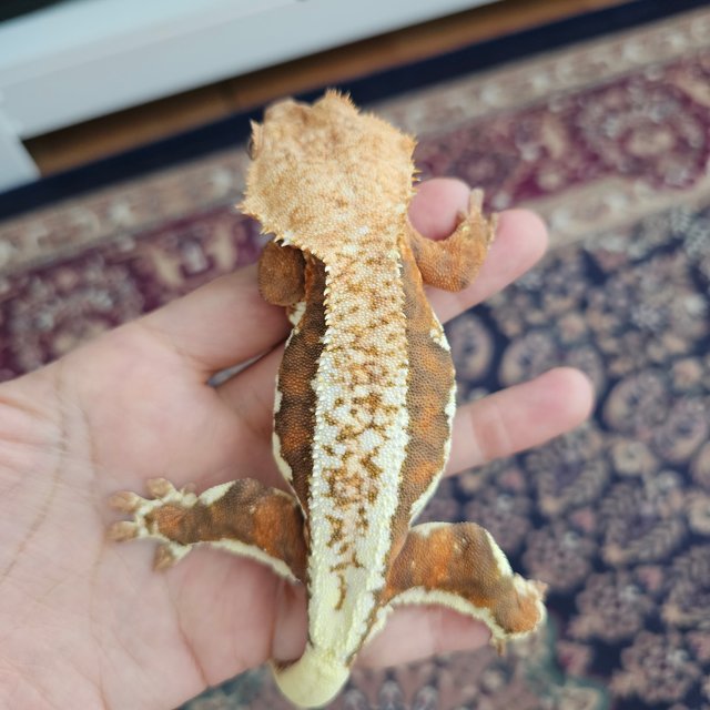 릴리화이트 팬텀 레드