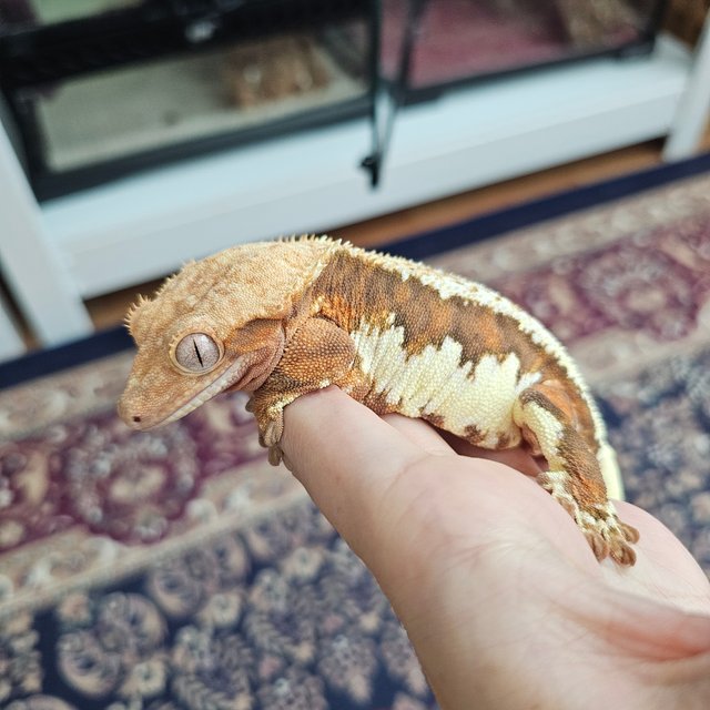 릴리화이트 팬텀 레드