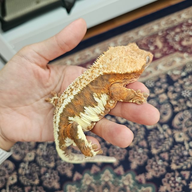 릴리화이트 팬텀 레드