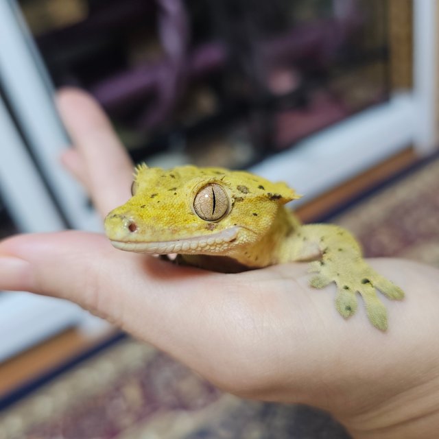 슈퍼달마시안 타이거