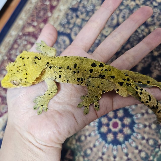 슈퍼달마시안 타이거