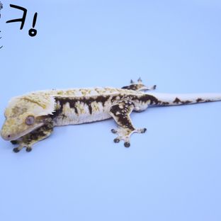 킹
