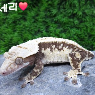 세리