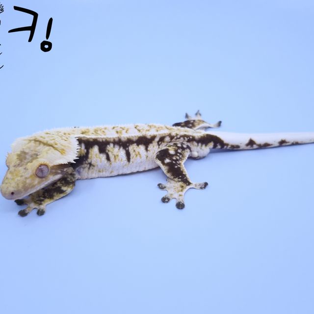 화이트스팟 화이트핀 화이트 젠젝스