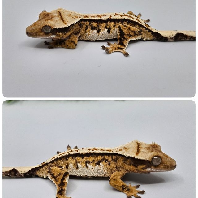 바브