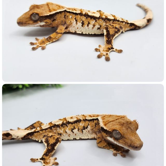바브