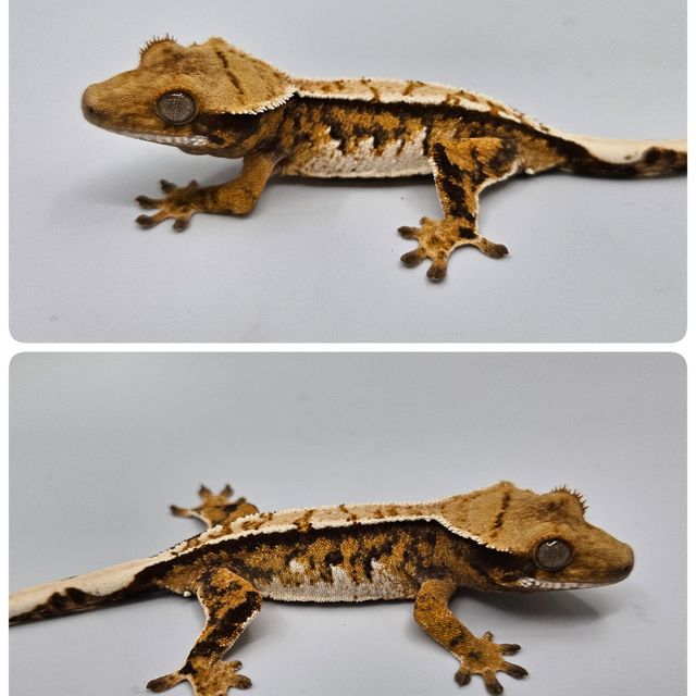 바브