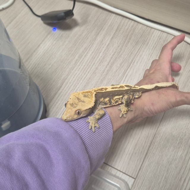노멀
