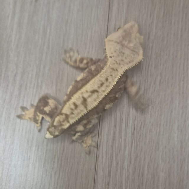 노멀