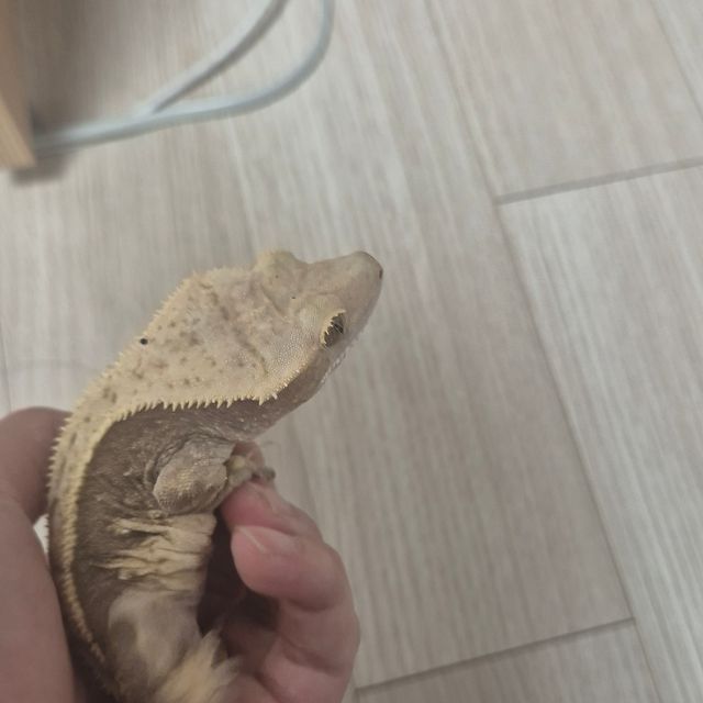 노멀