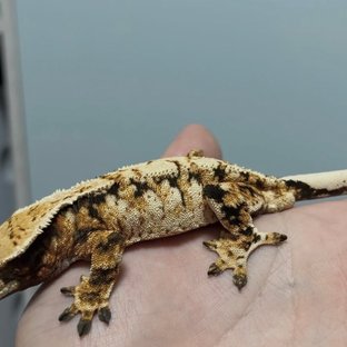 트라이 익스트림할리퀸