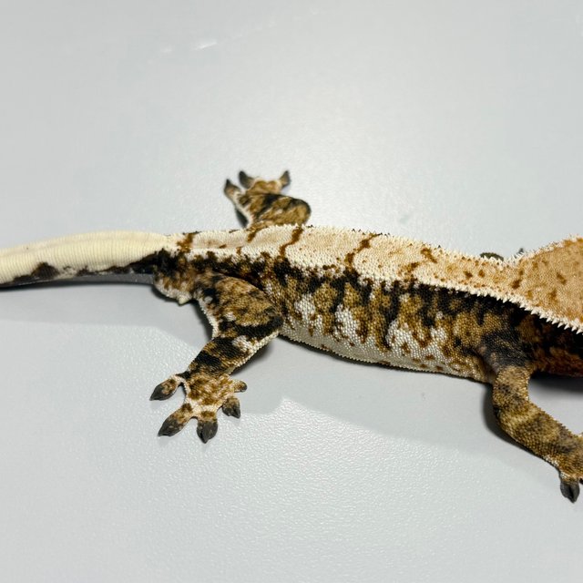 트라이 익스트림할리퀸 텐저린