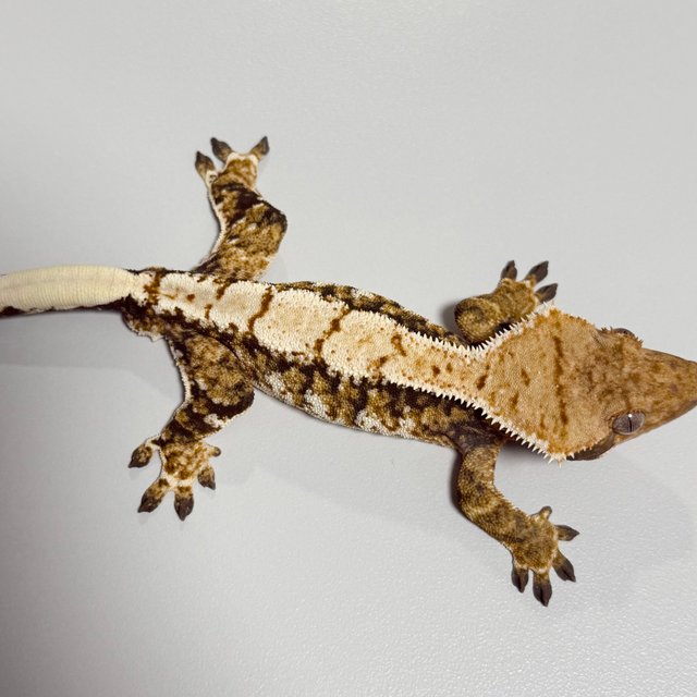 트라이 익스트림할리퀸 텐저린