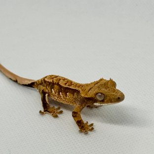 노멀 트라이 익스트림할리퀸