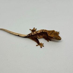 노멀 쿼드 다크