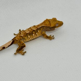 노멀 트라이 익스트림할리퀸