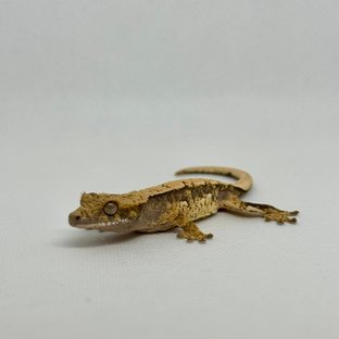 노멀 쿼드 트라이