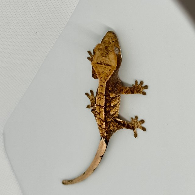 노멀 트라이 익스트림할리퀸