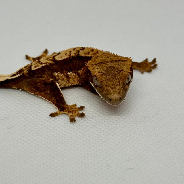 노멀 쿼드 다크