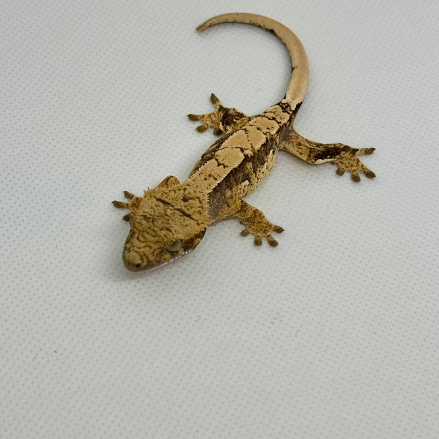 노멀 쿼드 트라이