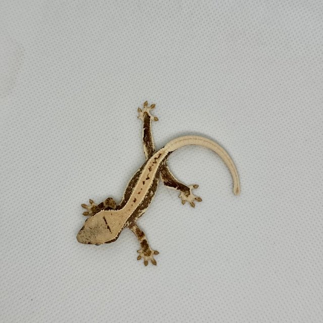 릴리화이트 풀핀 화이트핀 핀스트라이프 화이트