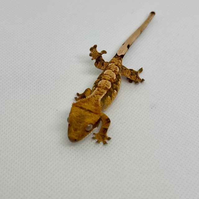 노멀 트라이 익스트림할리퀸