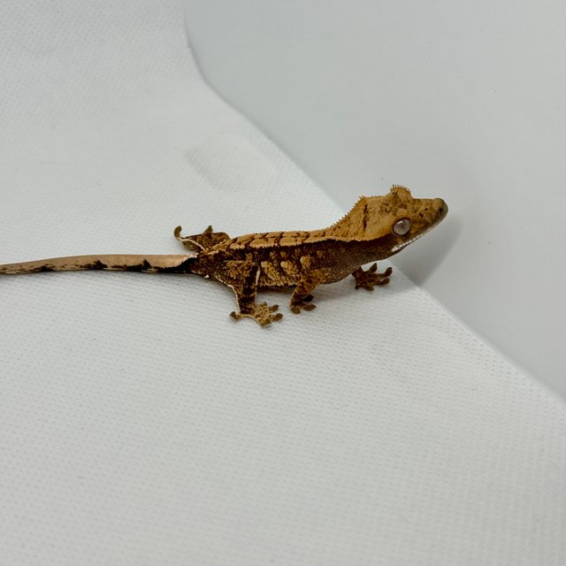 노멀 트라이 익스트림할리퀸