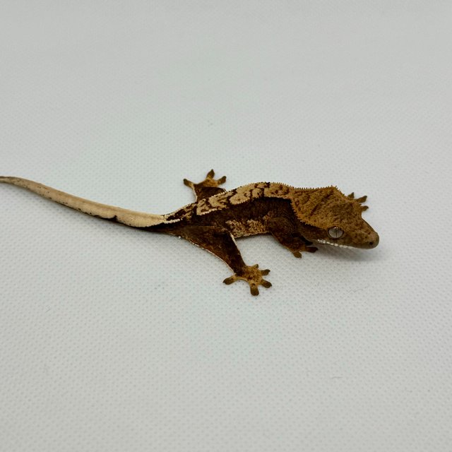 노멀 쿼드 다크