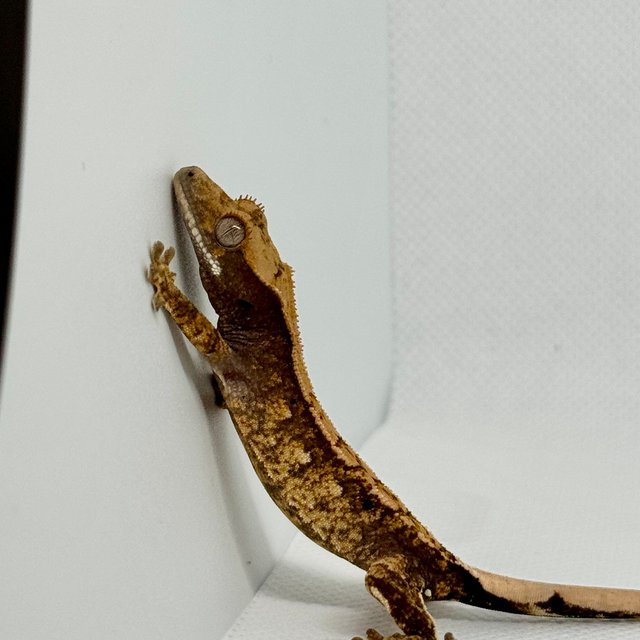 노멀 트라이 익스트림할리퀸