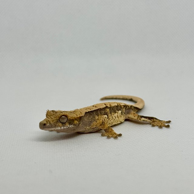 노멀 쿼드 트라이