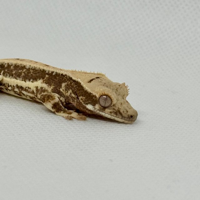 릴리화이트 풀핀 화이트핀 핀스트라이프 화이트