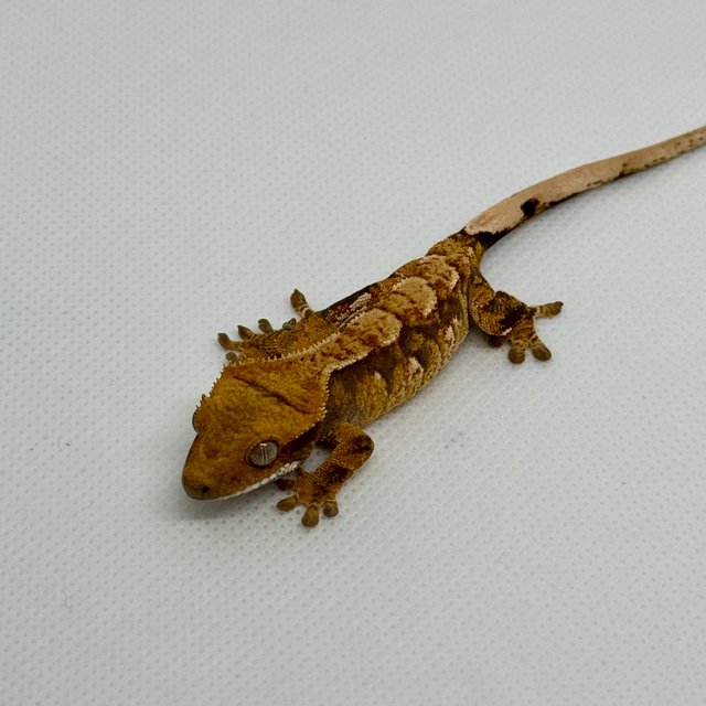 노멀 트라이 익스트림할리퀸