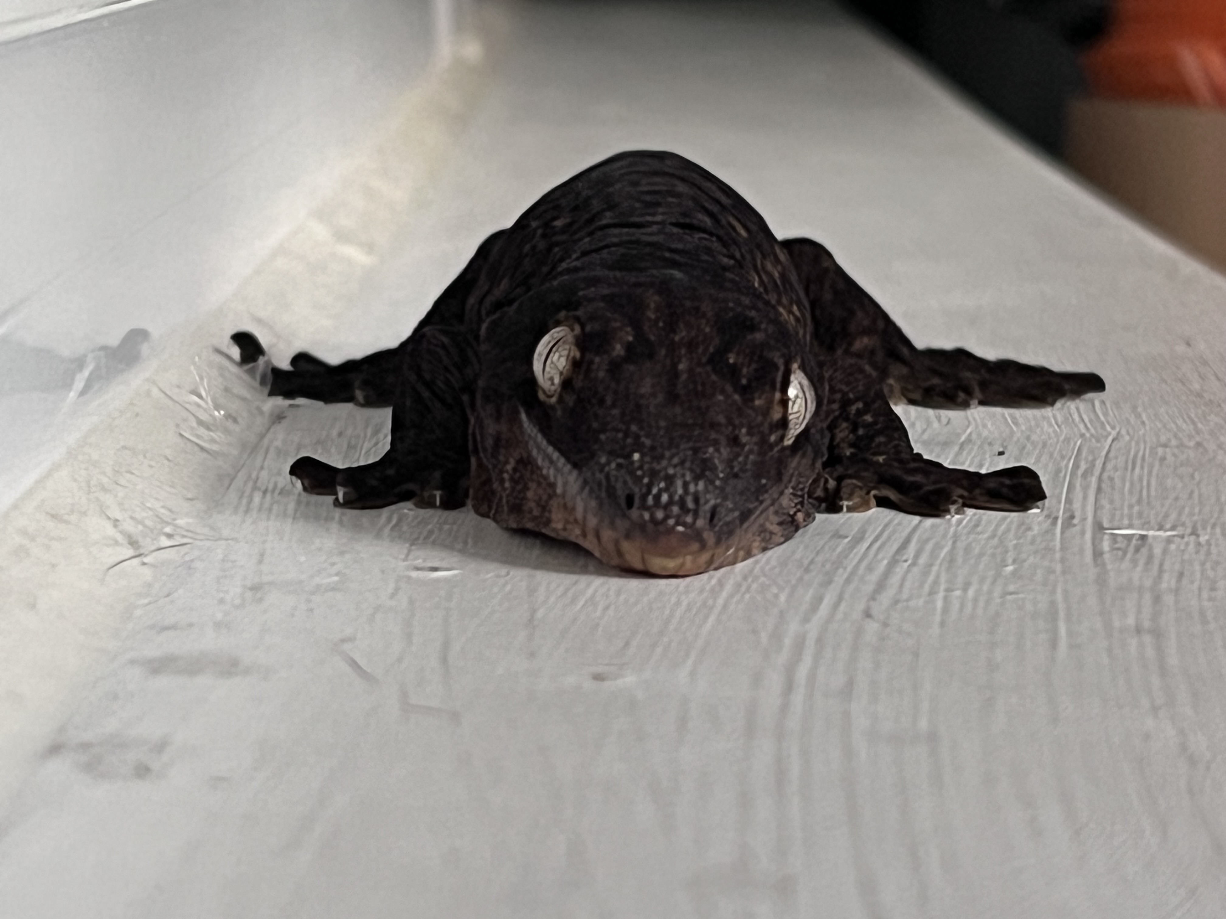 멀거니