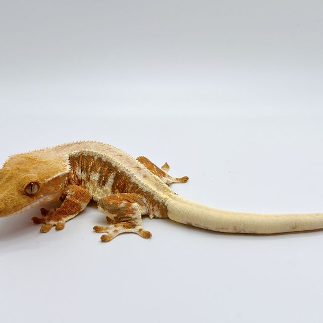 릴리화이트 트라이 텐저린