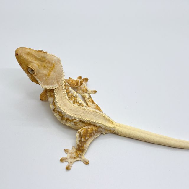 릴리화이트 트라이
