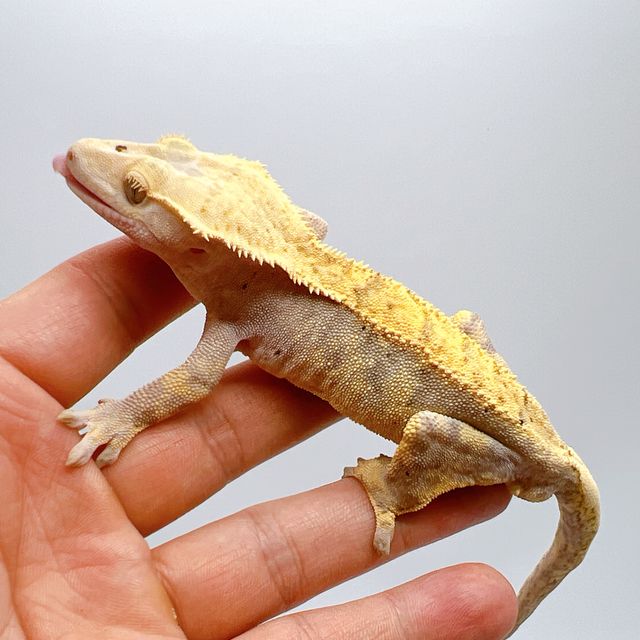 하이포